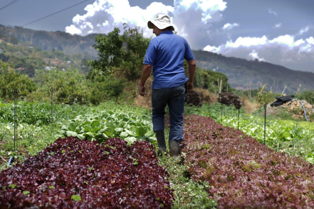 Renuncias de jerarcas en el MAG preocupan a empresarios agrícolas • Semanario Universidad