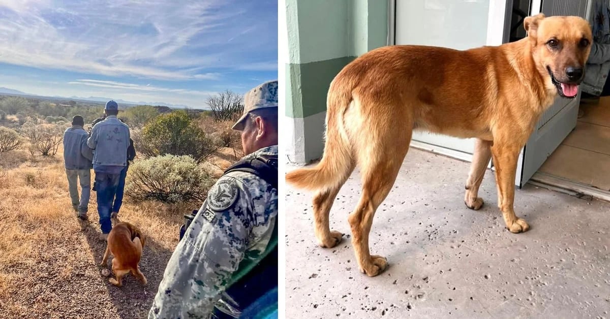 “El Palomo”, un perrito que ayudó a su dueño a regresar a casa tras una semana perdida en Sonora